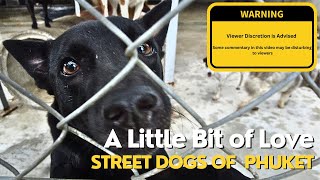 Street dogs of Phuket - A little bit of Love - Soi Dog Foundation. E60