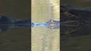 Gator gets 20 yards from Jon boat! #outdoors #mississippi #wildlife #nature  #alligator