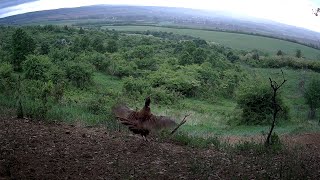 Fácándürgés - Pheasant rutting