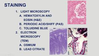 Introduction to Microscopy TA Supplemental (Part 1)