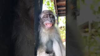 Funny Monkey Video #monkey #youtubeshorts #short #shorts