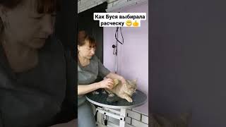 Как Буся выбирала расческу