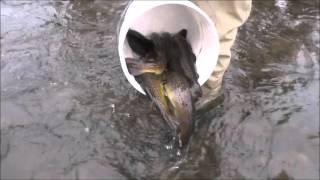 2nd Video - Bucket After Bucker of Incredible Trout - March 14th