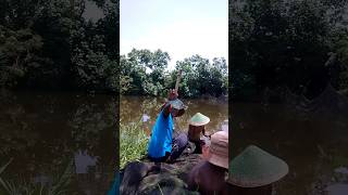 Jaring Dapat Ikan Nila Banyak Dan Besar #short #ikanbanyak #viral