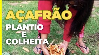 Plantando e colhendo AÇAFRÃO #açafrãodaterra