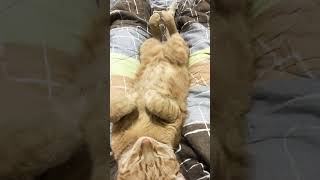 Cat sleeping. #cutecat #cutenessoverload #gingercat #catshorts