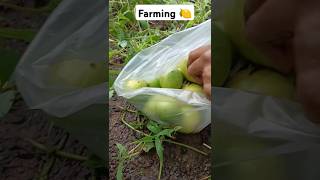 lemon harvesting with my farm 😍🍊🍋🍑 #farming #fruit #lemon #harvesting #nature #green #happiness