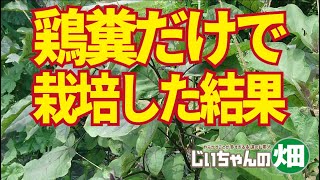 鶏糞はナス科野菜には超優良元肥だったと再認識。鶏糞だけと米糠だけでの検証結果。10/20