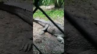 Mugger crocodile