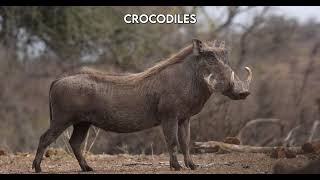 Digging for Life: How Warthogs Shape Their Ecosystem | Paws on the Planet