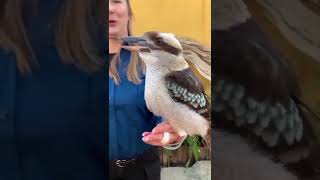 O Canto do Pássaro kookaburra 😵🐦🐦| #shorts #kookaburra