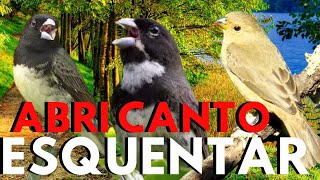 Coleiro tui-tui 💥 Canto de coleiro tui tui  💥 Coleiro tui tui cantando 💥 Coleiro tui-tui