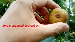 This is a fig chaos, some kind! 20.07.2020year🍑🌿Это инжирный беспредел , какой-то! 20.07.2020год#Сад