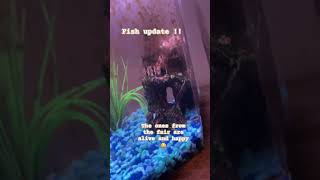 Fish update