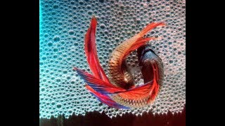 Breeding Betta Fish   3 steps to a successful courtship