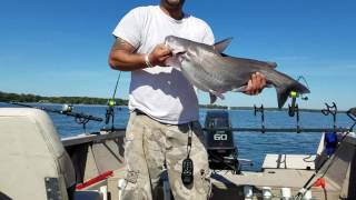 Nice Lake Wylie Blue Catfish