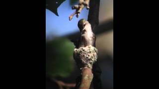 Nest-building Hummingbird