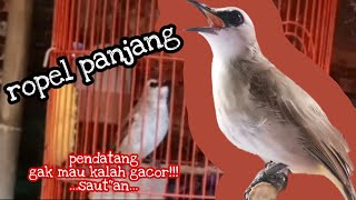 MENTAL PUNYA!! trucukan gacor | trucuk ropel panjang