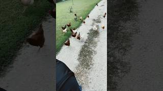 Chickens on the run!! 🏃 🐓