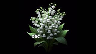 The Scary Truth about Lily of The Valley