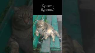 Кушать будешь? (жирный толстый кот мем естественно)