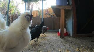 Chicken Video Morning Time Sounds Noises Roosters Crowing!