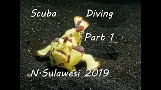 Scuba Diving in Sulawesi - Manado, Bangka & Lembeh part 1 [2019]