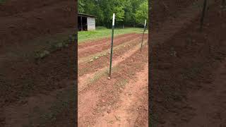 The BIG #gardentour #gardening #garden #homesteading #gardener #gardeningvideos #gardens #shorts