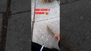 how to Handfeed chipmunks #howto #chipmunk #cute #handfeeding #outdoors #squirrel #brave #shorts