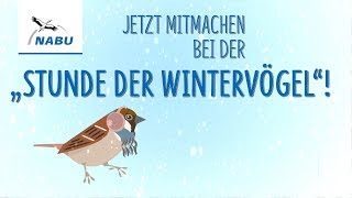 Jetzt Vögel zählen! Mach mit bei der "Stunde der Wintervögel"