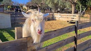 BOUZIGUES la FERME ZOO et le BALCON de BOUZIGUES