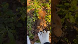 🐿️Do you want it or not?😅#animals #squirrel #mylife #cute #동물 #wildanimals #shorts #feed #soft