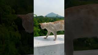 Curious cat walking like pro 🐾