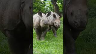 Greater One Horned Rhinoceros | CWRC Kaziranga | Wildlife Trust of India