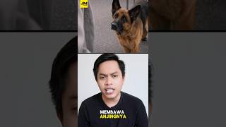 Kesetiaan sang anjing #ceritasingkatfilm #alurfilmkisahnyata #filmpendek #alurceritamovie #film