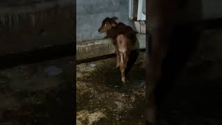 #calf #cow #sahiwal #breeding #viral #trending #shortvideo #shorts