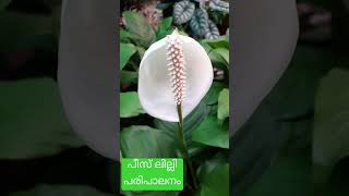 Peace lily caring tips