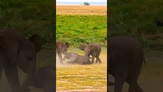 Baby Elephant enjoying.  #elephant #shorts #wildlife