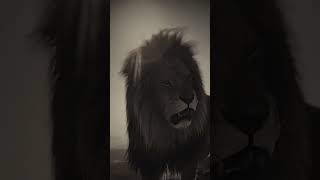 The king “🖤” Angry lions #shorts #feed #viral #video #lion #shortvideo #trending