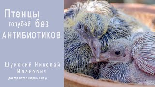 Птенцы голубей без антибиотиков: Часть 1 - Специфическая профилактика