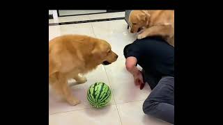 Smart Dog 🐕 Cute Funny Moment #shorts #animals #funny