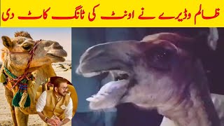 Camel Leg Cut Viral Video | Asghar Tv