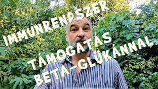 Az immunmoduláns Béta-glükán