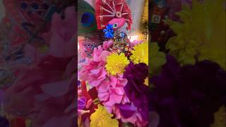 #janmashtami #janmashtamispecial #srikrishna #gopal #jaigopal #shortsfeed #shorts #viralvideo #yt