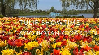 [4K] Glencoe, IL US - Chicago Botanic Garden: Tulip showtime in May