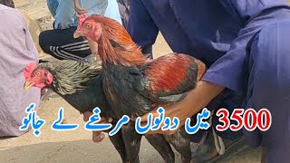 Sindh Aseel Murga mandi 2024 update