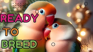 READY TO BREED | AUG 2024 UPDATE