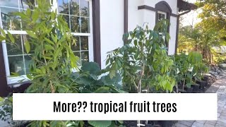 Tropical fruit trees. We bought 10 more