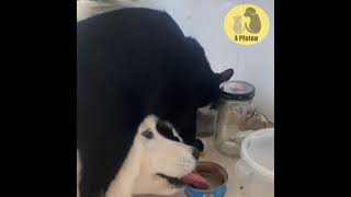 Wahre Freunde sogar zusammen stehlen 😂😮😂 katze und hund 😂