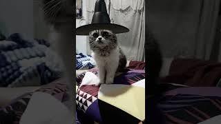 Witchy Kitten #cats #kitten #catlover #cute #short